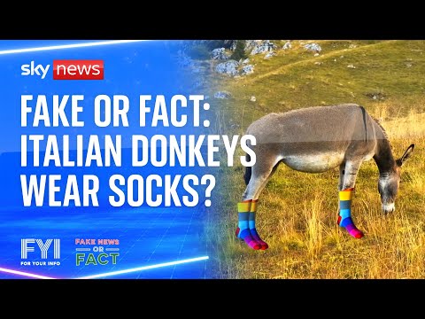 FYI: Fake or Fact – Italian donkeys wear socks?
