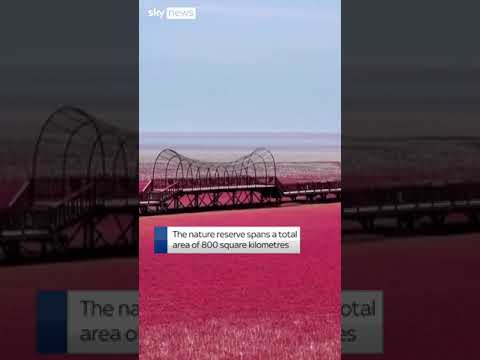 Nature reserve in China turns vivid red