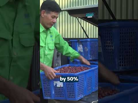 How a smelly fruit is raising coffee prices | ITV News