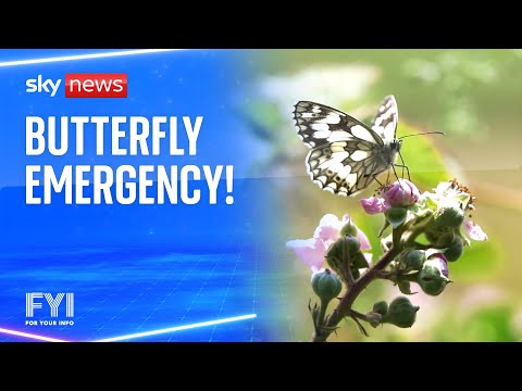 FYI: Butterfly emergency!