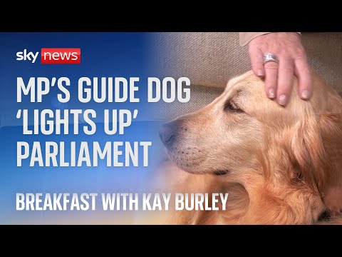 Lib Dem MP’s guide dog becomes a celebrity in Westminster