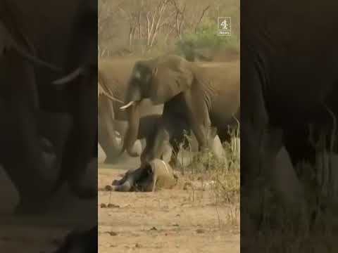Zimbabwe to kill elephants to feed hungry