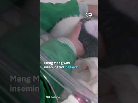 Just two baby pandas in Berlin | DW News