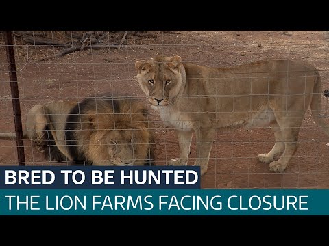 Lions bred as ‘prey’: Inside South Africa’s big game hunting industry | ITV News
