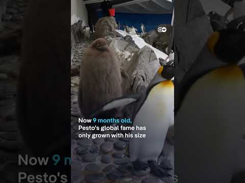 At 9 months, baby king penguin ‘Pesto’ is twice the size of his parents | DW News