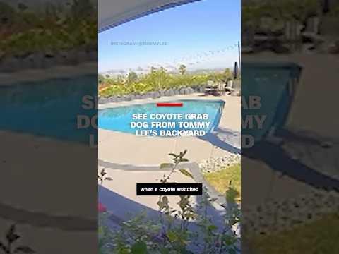 See coyote grab dog from Tommy Lee’s backyard