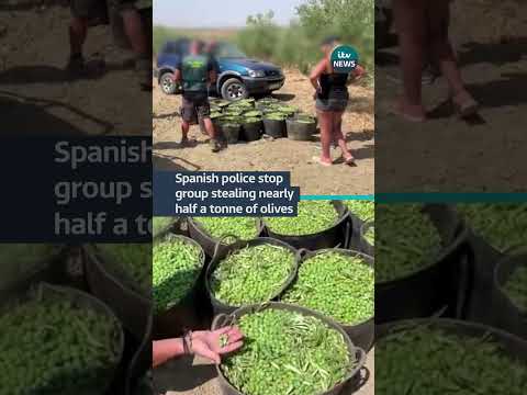Spanish authorities prevented the theft of 465kg of olives #itvnews #spain