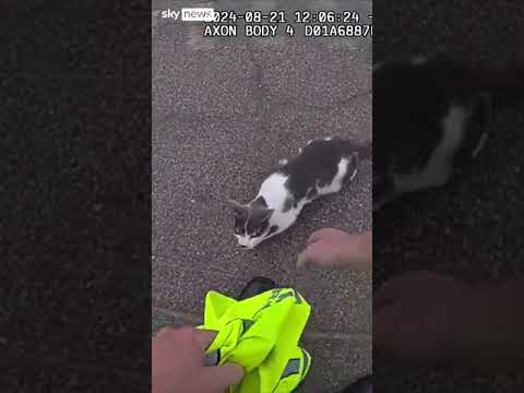 US Police officer rescues injured kitten