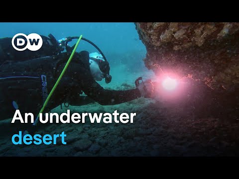 Meditaerranean Sea shows climate change’s impact in real time | Focus on Europe
