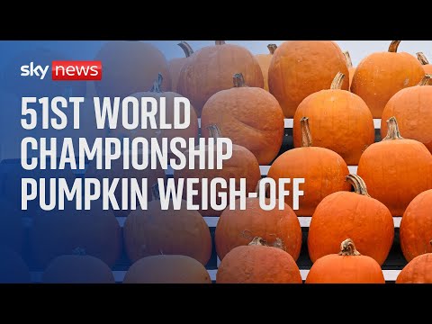 Watch live: The 51st World Championship Pumpkin Weigh-Off