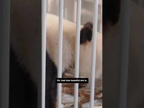 China’s newest panda diplomats are being transported to the US