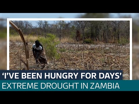 Drought ’caused by climate change’ leaves Zambians on the cusp of hunger crisis | ITV News