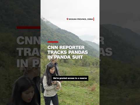 CNN reporter tracks pandas in panda suit