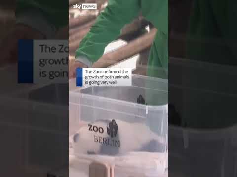 Baby pandas make zoo debut