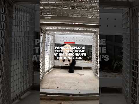 Pandas explore their new home at Smithsonian’s National Zoo