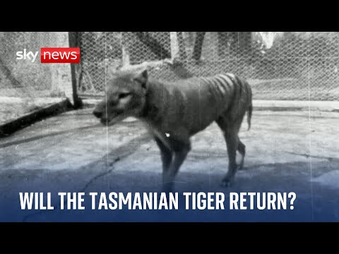 Scientists claim breakthrough to bringing back Tasmanian tiger from extinction