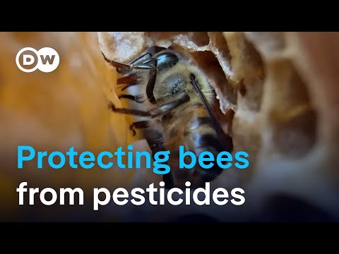 Scientists develop supplement to protect bees from pesticides | DW News