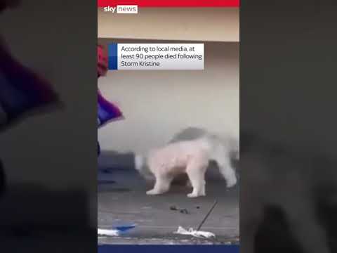 Emergency crews feed dogs stuck on roof