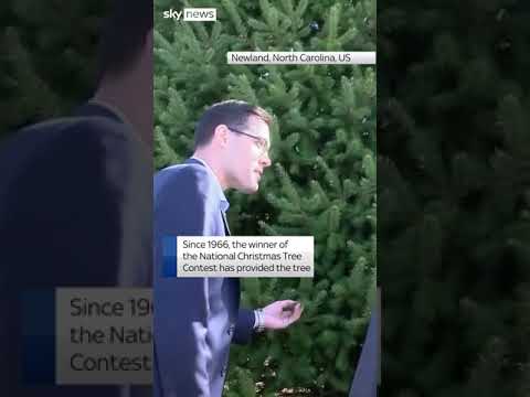 Staff from the White House select the Christmas tree for the Blue Room for 2024