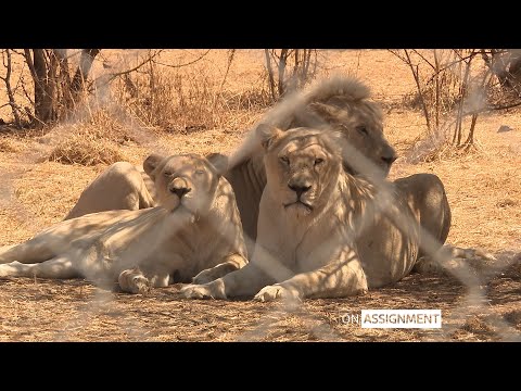 Inside South Africa’s Lion farming industry. On Assignment | ITV News