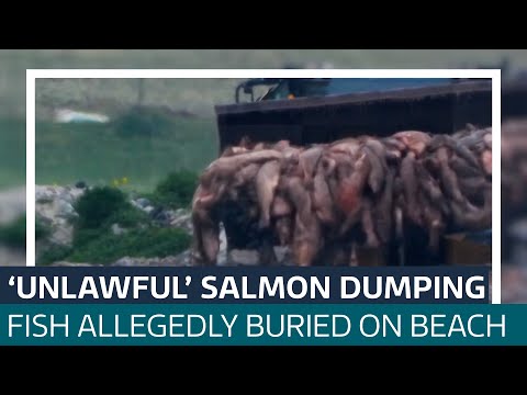 Salmon buried on Scottish beach unlawfully, footage shows