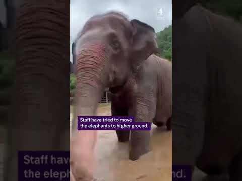 Elephants try to escape Thai floods