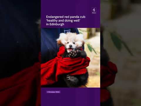 Red panda ‘healthy’ in Edinburgh zoo