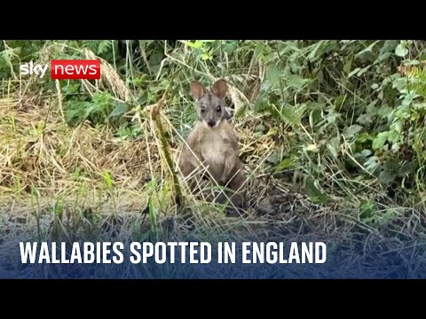 Wallabies spotted in Nottinghamshire as wildlife trust asks for public’s help