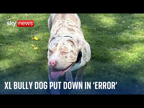 Owner of XL bully put down in ‘error’ by police was waiting for call to bring dog home