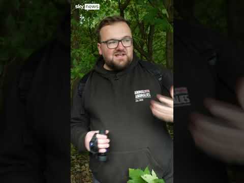 Wallabies spotted in the UK