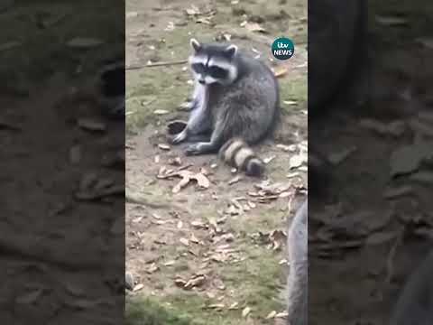 A woman has been forced to flee her home after nearly 100 raccoons gathered in her garden #itvnews
