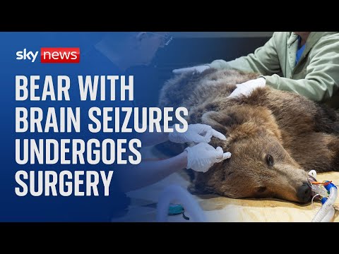 ‘Boki’ the bear undergoes pioneering surgery to drain fluid from skull and stop seizures