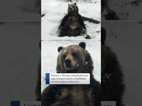 Grizzly bear plays with snow