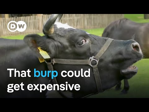 Denmark’s climate tax: Levying fees for farm flatulence | Focus on Europe