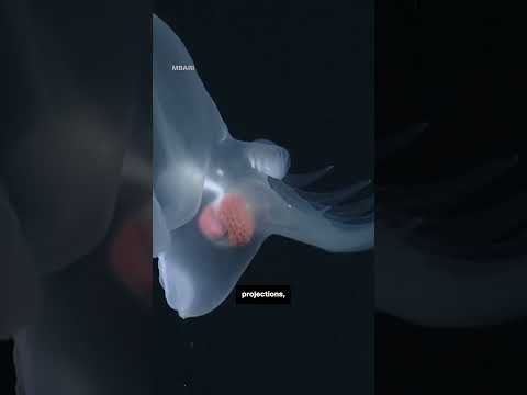 New glowing species discovered in deep sea