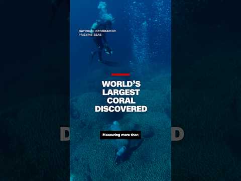 World’s largest coral discovered