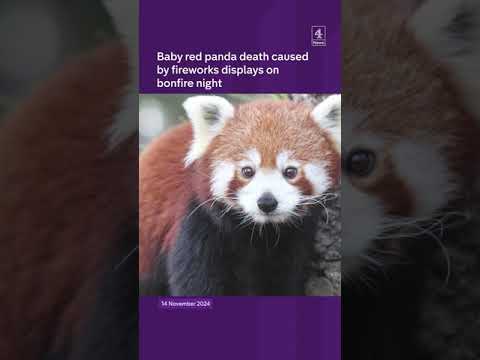 Baby panda death blamed on fireworks