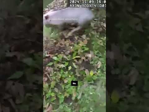 Police chase down ‘Notorious P.I.G.’