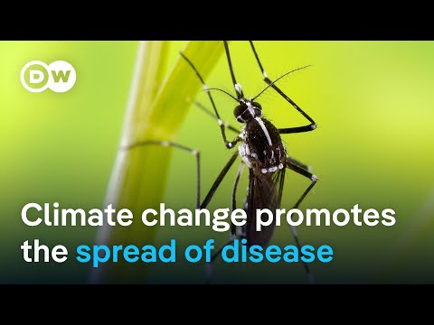 What are the immediate global health threats linked to climate change?