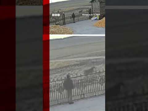 Chinese farmer has near miss with tiger. #China #Tiger #BBCNews