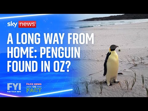 FYI: Penguin found in Oz?
