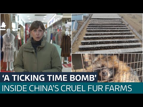Animal cruelty and a threat to global health? Inside China’s fur farms | ITV News