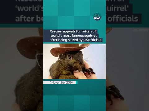 Peanut the Squirrel was taken from his owner after several people online complained #itvnews #shorts