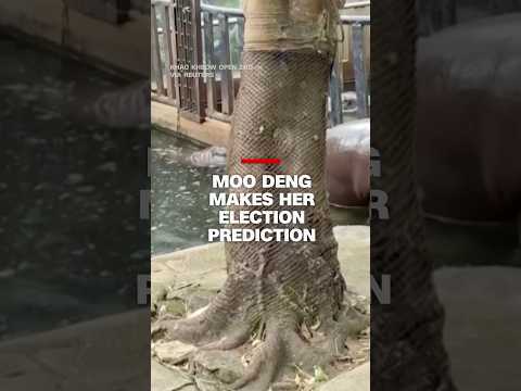 Moo Deng makes her election prediction