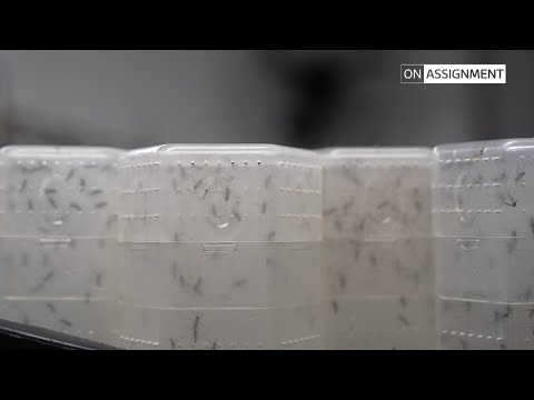 Dengue on the rise: Brazil battles a growing epidemic. On Assignment | ITV News