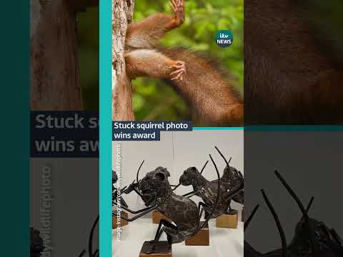 A photo of a stuck squirrel is the overall winner at the 2024 Nikon Comedy Wildlife Awards #itvnews