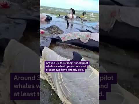 Dozens of pilot whales stranded at New Zealand bay