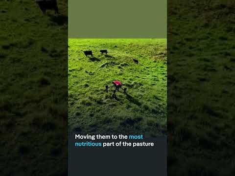 Swagbot: The robot to replace cattle herders | DW Business