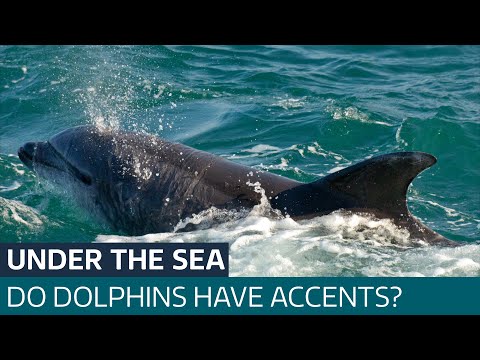 Dolphins communicate with each other in different ‘accents’, new research shows | ITV News