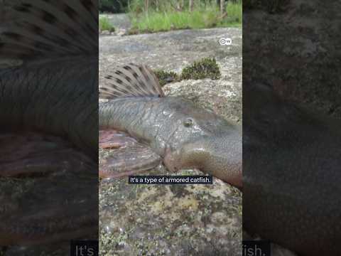 27 new species of animals discovered in the Amazon | DW News
